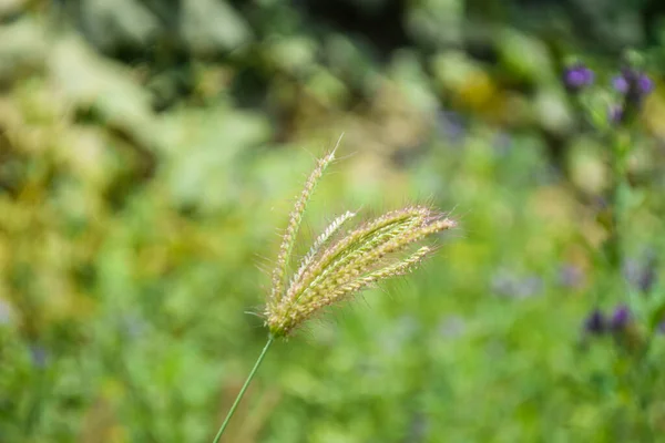 緑の草マクロフィールド花 花の植物の葉環境自然 庭園公園屋外壁紙の背景を閉じます — ストック写真