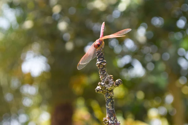Red Dragonfly Ogród Makro Zbliżenie Owady Dzikie Zwierzęta — Zdjęcie stockowe
