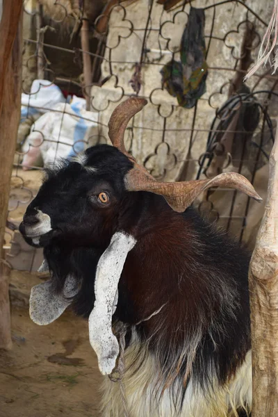 大黑的宰牲节野山羊 长有大角的老巴克拉 为祭祀穆斯林而养的家养宠物 — 图库照片