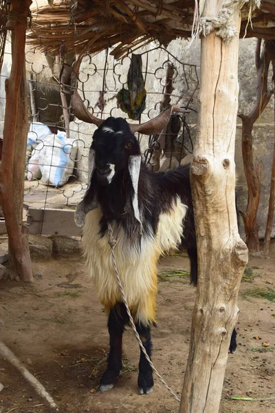 Big black Eid al-Adha mubarak goat, old Bakra with a big set of horns looking, close up portrait domestic animal pet for festival of Sacrifice Muslim