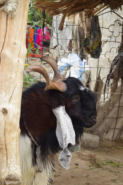 Big black Eid al-Adha mubarak goat, old Bakra with a big set of horns looking, close up portrait domestic animal pet for festival of Sacrifice Muslim