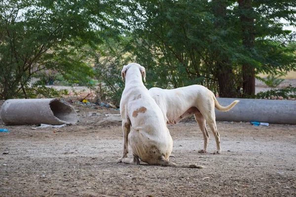 Sokak Beyaz Köpeği Dışarıda Yerde Yerde, Evsiz Zavallı Zavallı Hayvanlar Uyuyan Köpek, Asyalı mutsuz hayvan kasabası Belucistan Pakistan Arkaplan Fotoğrafı