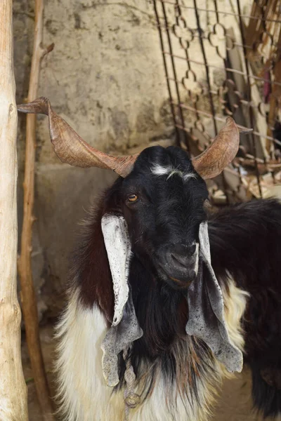 Büyük Siyah Bayram Mübarek Keçisi Koca Boynuzlu Yaşlı Bakra Kurban — Stok fotoğraf