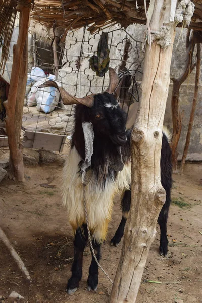 Büyük siyah bayram mübarek keçisi, koca boynuzlu yaşlı Bakra kurban bayramı için evcil hayvan portresi hazırlıyor.