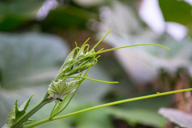 Sebze yaprağı tomurcukları, bahçede çiçek bitki örtüsü arka planda yeşil çimen fotoğrafı.