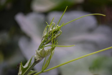 Sebze yaprağı tomurcukları, bahçede çiçek bitki örtüsü arka planda yeşil çimen fotoğrafı.