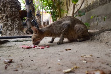 Büyük kahverengi nehir solungacı, evcil hayvan memelisi, arka plan fotoğrafı.