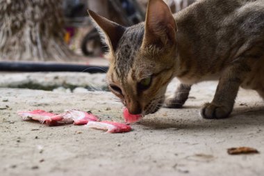 Büyük kahverengi nehir solungacı, evcil hayvan memelisi, arka plan fotoğrafı.