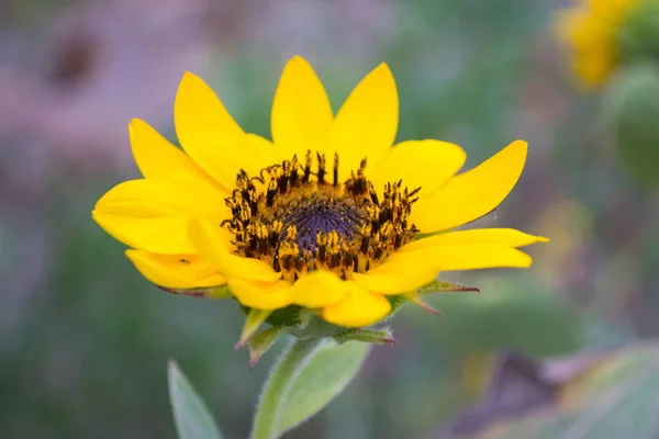 Ayçiçeği bahçeye yakın, makro sarı flora yeşil yaprak bitkisi, duvar kağıdı arka plan doğa fotoğrafçılık sebze tohumu