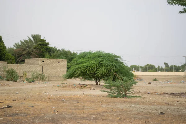 Sokak yaşamı yakınında yeşil ağaç, doğa bitki örtüsü duvar kağıdı.