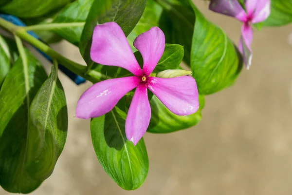 Bahçede pembe çiçekler, flora yeşili arka plan yaprağı, duvar kağıdı güzel doğa dışarıdaki makro fotoğrafı kapat.