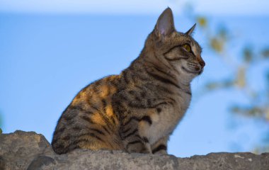 Kedi portresi. Evcil kedi yavrusu hayvan resmi.