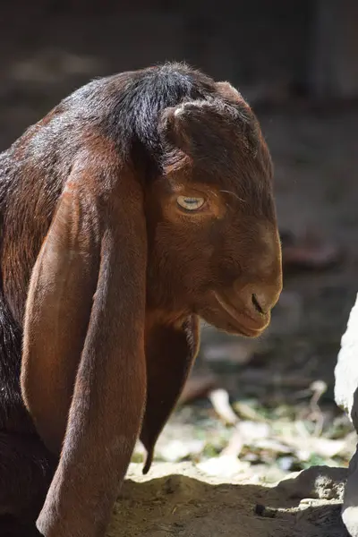 Şirin Genç Keçi Portresi Evcil Hayvanlar Sığırları Kapatır Memeli Siyah — Stok fotoğraf