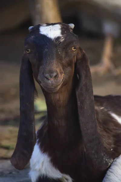 Retrato Una Linda Cabra Joven Animal Doméstico Animal Doméstico Cerca —  Fotos de Stock