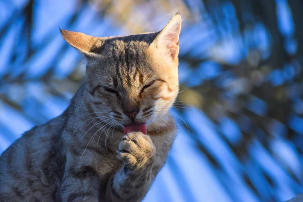 Kedi portresi. Evcil kedi yavrusu hayvan resmi.