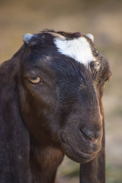 Potret Kambing Muda Yang Lucu Hewan Peliharaan Hewan Peliharaan Menutup — Stok Foto