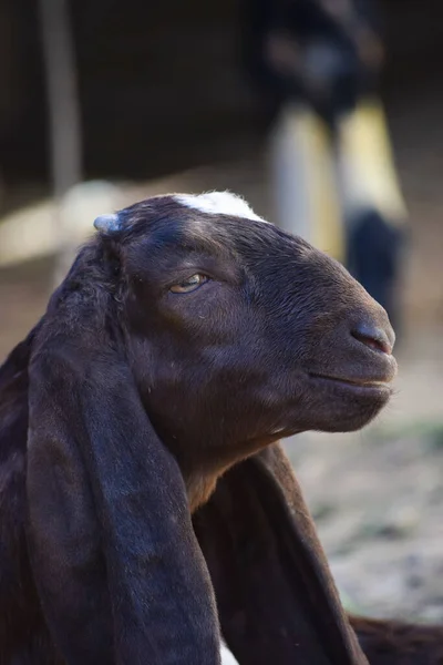 Şirin genç keçi portresi. Evcil hayvanlar sığırları kapatır. Memeli siyah otçul hayvan çiftliği arka plan duvar kağıdı fotoğrafı