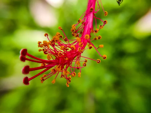 Gros Plan Des Fleurs Mousson — Photo