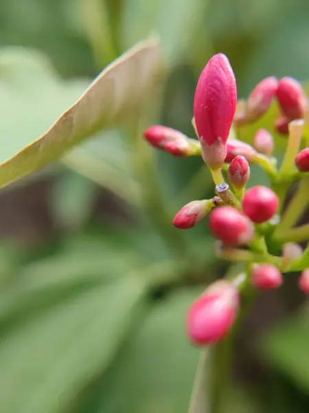 モンスーンで成長する準備ができている花 — ストック写真