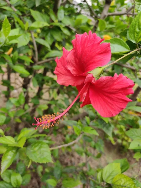 Kwiat Głową Monsunie — Zdjęcie stockowe