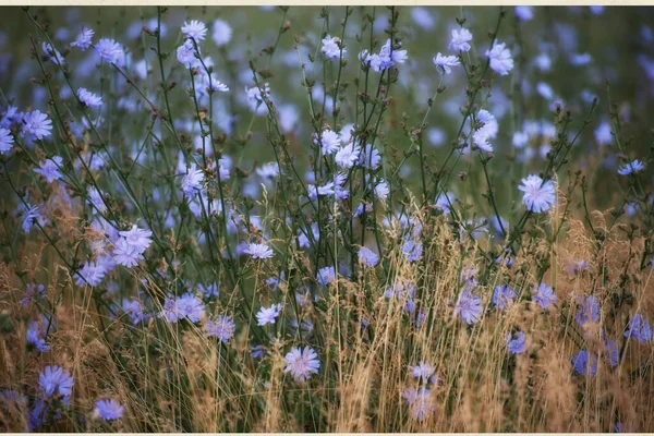 Flores Azules Achicoria Sobre Hermoso Fondo Del Paisaje Verano — Foto de Stock