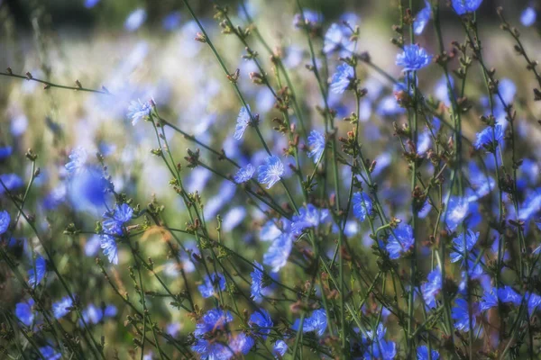Flores Azules Achicoria Sobre Hermoso Fondo Del Paisaje Verano — Foto de Stock