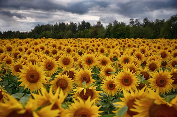 Achtergrond Van Gele Felle Zonnebloemen Achter Het Bos Lucht — Stockfoto
