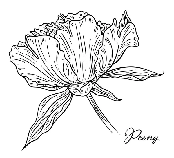 Векторна Ілюстрація Чорно Білої Руки Намальованої Квітки Півонії Ізольовані Білому — стоковий вектор