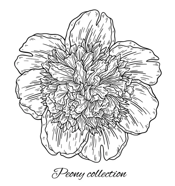 Vectorillustratie Van Zwart Wit Hand Getekende Peony Bloem Geïsoleerd Witte — Stockvector