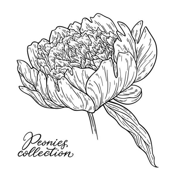 Vectorillustratie Van Zwart Wit Hand Getekende Peony Bloem Geïsoleerd Witte — Stockvector