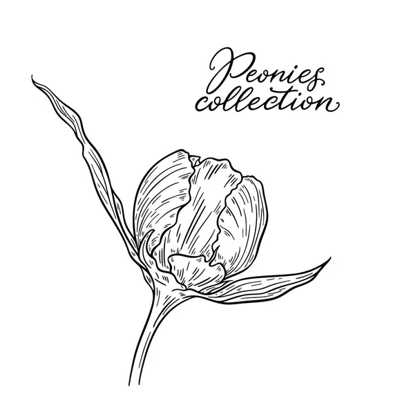 Vectorillustratie Van Zwart Wit Hand Getekende Peony Bloem Geïsoleerd Witte — Stockvector