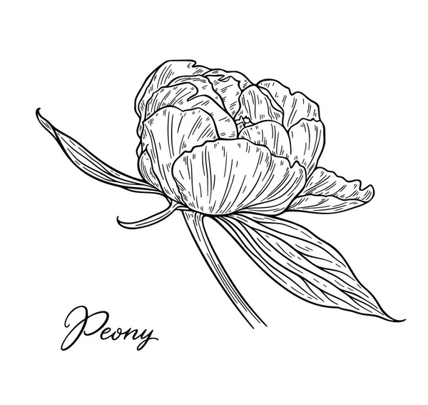 Vektor Illustration Der Schwarz Weißen Hand Gezeichnet Pfingstrose Blume Isoliert — Stockvektor