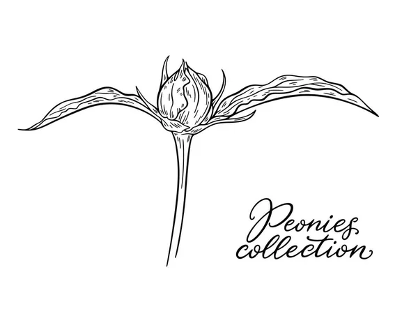 Vectorillustratie Van Zwart Wit Hand Getekende Peony Bloem Geïsoleerd Witte — Stockvector