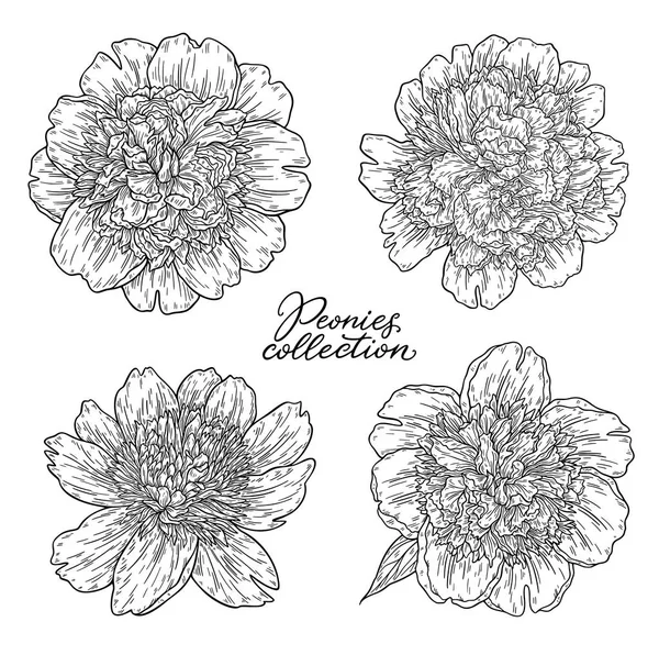 Vectorillustratie Van Zwart Wit Hand Getekende Peony Bloemen Sjabloon Geïsoleerd — Stockvector