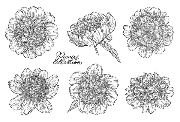 Vectorillustratie Van Zwart Wit Hand Getekende Peony Bloemen Sjabloon Geïsoleerd — Stockvector