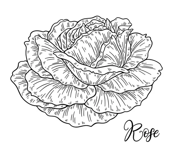 Rose Flower hand getrokken in lijnen. Zwart-wit monochroom grafische doodle elementen. Geïsoleerde vector illustratie, sjabloon voorontwerp — Stockvector