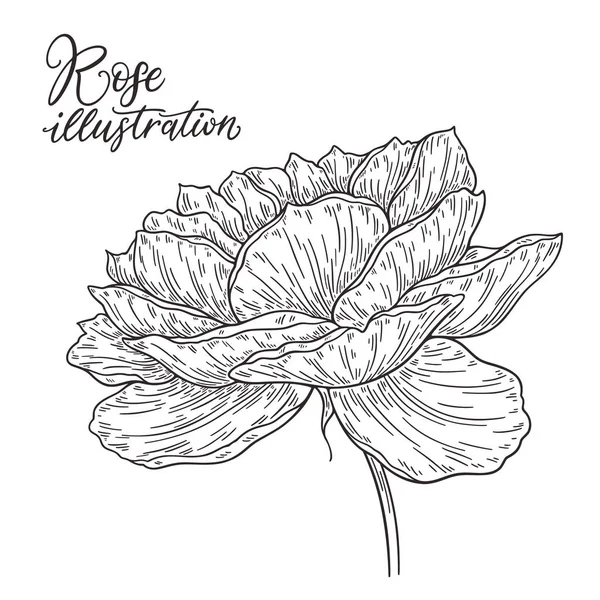 Rose Flower hand getrokken in lijnen. Zwart-wit monochroom grafische doodle elementen. Geïsoleerde vector illustratie, sjabloon voorontwerp — Stockvector