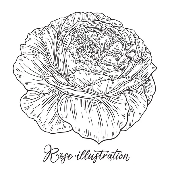 Rose Flower hand getrokken in lijnen. Zwart-wit monochroom grafische doodle elementen. Geïsoleerde vector illustratie, sjabloon voorontwerp — Stockvector