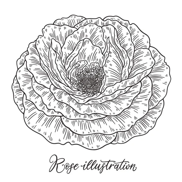Rose Flower hand getrokken in lijnen. Zwart-wit monochroom grafische doodle elementen. Geïsoleerde vector illustratie, sjabloon voorontwerp — Stockvector
