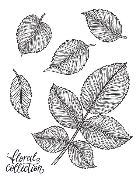 Rose blomst blade hånd tegnet i linjer. Sorte og hvide monokrome grafiske doodle elementer. Isoleret vektorillustration, skabelon til design – Stock-vektor