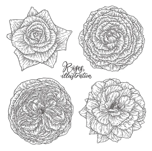 Rose bloemen set hand getrokken in lijnen. Zwart-wit monochroom grafische doodle elementen. Geïsoleerde vector illustratie, sjabloon voorontwerp — Stockvector
