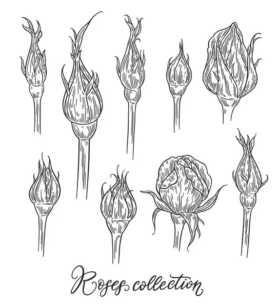 Rose Flower buds hand getrokken in lijnen. Zwart-wit monochroom grafische doodle elementen. Geïsoleerde vector illustratie, sjabloon voorontwerp — Stockvector