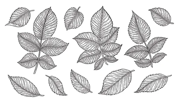 Rose flower leaves hand drawn in lines. Black and white monochrome graphic doodle elements. Isolated vector illustration, template for design — Stock Vector