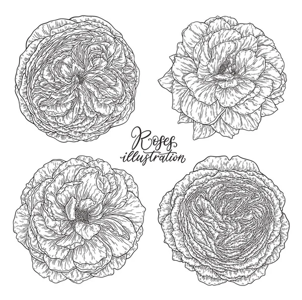 Rose bloemen set hand getrokken in lijnen. Zwart-wit monochroom grafische doodle elementen. Geïsoleerde vector illustratie, sjabloon voorontwerp — Stockvector