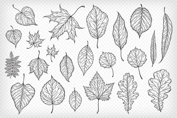 Falling leaves vector illustration. Decorative graphic black outline autumn leaves collecton isolated on white background. Hand drawn organic lines — Stock Vector