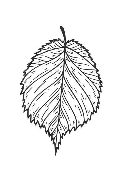 떨어지는 나뭇잎 벡터 그림입니다. 장식 그래픽 검은 윤곽 가을 단풍 수집흰색 배경에 고립. 손으로 그린 유기 선 — 스톡 벡터