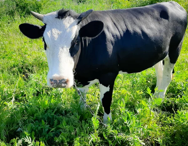 black and white cow on a green background