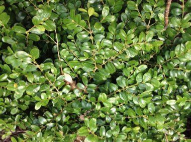 Yapraklı yeşil arkaplan