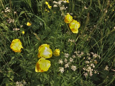 Çayırdaki sarı yerküreleri, Trollius europaeus