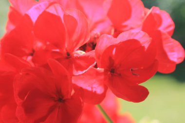 Pembe sardunya çiçeği güneş ışığında yakınlaşır